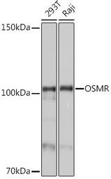 Anti-OSMR antibody used in Western Blot (WB). GTX33376
