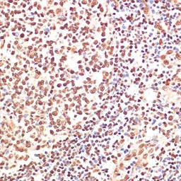 Anti-PARP antibody used in IHC (Paraffin sections) (IHC-P). GTX33387