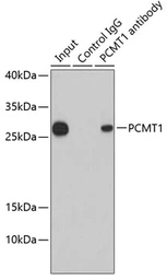 Anti-PCMT1 antibody used in Immunoprecipitation (IP). GTX33392