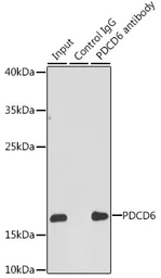 Anti-PDCD6 antibody used in Immunoprecipitation (IP). GTX33394
