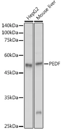 Anti-PEDF antibody used in Western Blot (WB). GTX33401