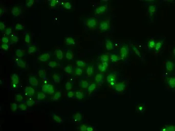 Anti-POU6F1 antibody used in Immunocytochemistry/ Immunofluorescence (ICC/IF). GTX33420