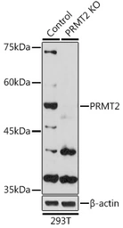 Anti-PRMT2 antibody used in Western Blot (WB). GTX33427