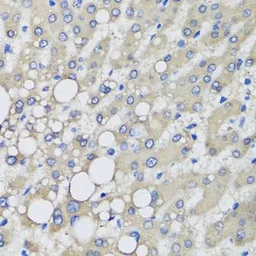 Anti-PRODH antibody used in IHC (Paraffin sections) (IHC-P). GTX33428