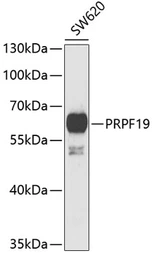 Anti-PRP19 antibody used in Western Blot (WB). GTX33432