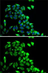 Anti-PTGES2 antibody used in Immunocytochemistry/ Immunofluorescence (ICC/IF). GTX33444