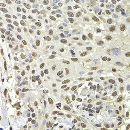 Anti-PUF60 antibody used in IHC (Paraffin sections) (IHC-P). GTX33446