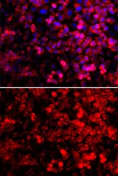 Anti-QARS antibody used in Immunocytochemistry/ Immunofluorescence (ICC/IF). GTX33449