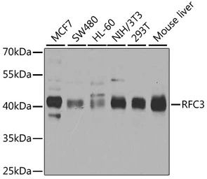 Anti-RFC3 antibody used in Western Blot (WB). GTX33464