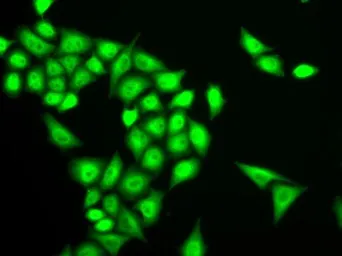Anti-RNF40 antibody used in Immunocytochemistry/ Immunofluorescence (ICC/IF). GTX33467