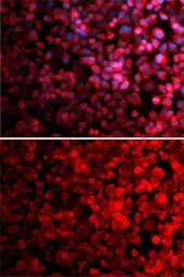 Anti-RPS10 antibody used in Immunocytochemistry/ Immunofluorescence (ICC/IF). GTX33475