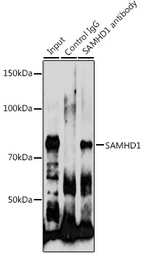 Anti-SAMHD1 antibody used in Immunoprecipitation (IP). GTX33484