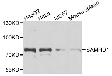 Anti-SAMHD1 antibody used in Western Blot (WB). GTX33484