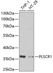 Anti-Phospholipid Scramblase 1 antibody used in Western Blot (WB). GTX33488