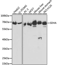 Anti-SDHA antibody used in Western Blot (WB). GTX33490