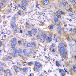 Anti-SDHA antibody used in IHC (Paraffin sections) (IHC-P). GTX33490