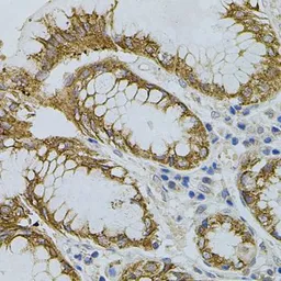 Anti-SIGMAR1 antibody used in IHC (Paraffin sections) (IHC-P). GTX33496