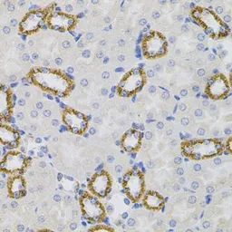 Anti-SIGMAR1 antibody used in IHC (Paraffin sections) (IHC-P). GTX33496