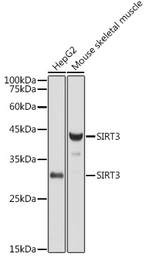 Anti-SIRT3 antibody used in Western Blot (WB). GTX33499