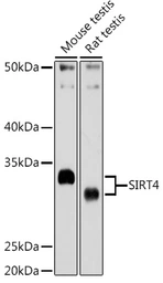 Anti-SIRT4 antibody used in Western Blot (WB). GTX33501