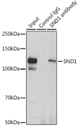 Anti-SND1 antibody used in Immunoprecipitation (IP). GTX33508