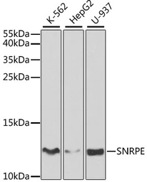 Anti-SNRPE antibody used in Western Blot (WB). GTX33511