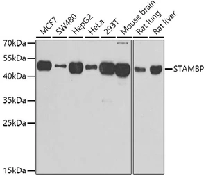 Anti-STAMBP antibody used in Western Blot (WB). GTX33524
