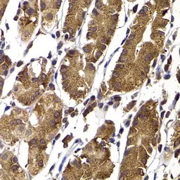 Anti-STAMBP antibody used in IHC (Paraffin sections) (IHC-P). GTX33524