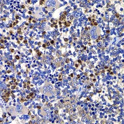 Anti-STAMBP antibody used in IHC (Paraffin sections) (IHC-P). GTX33524