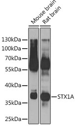 Anti-Syntaxin 1a antibody used in Western Blot (WB). GTX33532