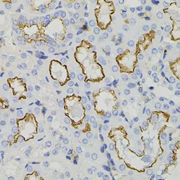 Anti-Syntaxin 1a antibody used in IHC (Paraffin sections) (IHC-P). GTX33532