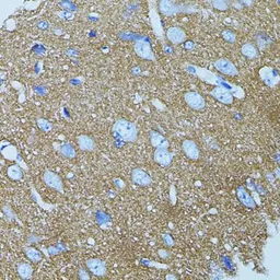 Anti-Syntaxin 1a antibody used in IHC (Paraffin sections) (IHC-P). GTX33532