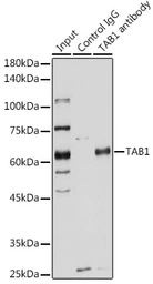 Anti-TAB1 antibody used in Immunoprecipitation (IP). GTX33533