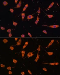 Anti-STING antibody used in Immunocytochemistry/ Immunofluorescence (ICC/IF). GTX33549