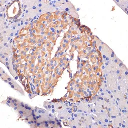 Anti-STING antibody used in IHC (Paraffin sections) (IHC-P). GTX33549