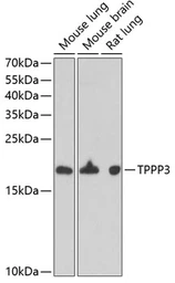 Anti-TPPP3 antibody used in Western Blot (WB). GTX33554