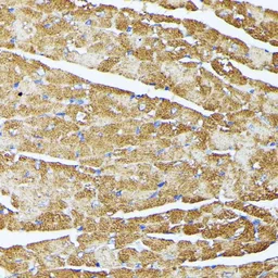 Anti-TRAP1 antibody used in IHC (Paraffin sections) (IHC-P). GTX33558