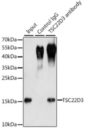 Anti-GILZ antibody used in Immunoprecipitation (IP). GTX33560