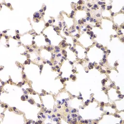 Anti-GILZ antibody used in IHC (Paraffin sections) (IHC-P). GTX33560