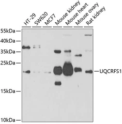 Anti-UQCRFS1 antibody used in Western Blot (WB). GTX33574