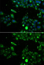 Anti-UQCRFS1 antibody used in Immunocytochemistry/ Immunofluorescence (ICC/IF). GTX33574