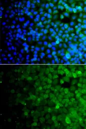 Anti-USP10 antibody used in Immunocytochemistry/ Immunofluorescence (ICC/IF). GTX33575