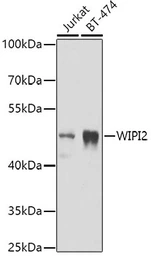 Anti-WIPI2 antibody used in Western Blot (WB). GTX33584