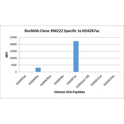 Anti-Histone H2A.Z (Acetyl Lys7) antibody [RM222] used in  (). GTX33592
