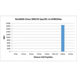 Anti-Histone H2B (Acetyl Lys20) antibody [RM235] used in  (). GTX33593