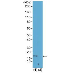 Anti-Histone H3K56me1 (Mono-methyl Lys56) antibody [RM180] used in Western Blot (WB). GTX33594