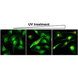 Anti-Histone H2A.XS139ph (phospho Ser139) antibody [RM224] used in Immunocytochemistry/ Immunofluorescence (ICC/IF). GTX33597