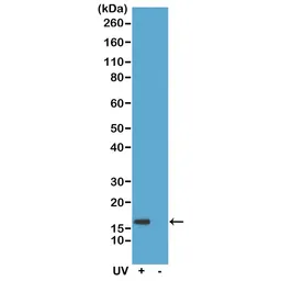 Anti-Histone H2A.XS139ph (phospho Ser139) antibody [RM224] used in Western Blot (WB). GTX33597