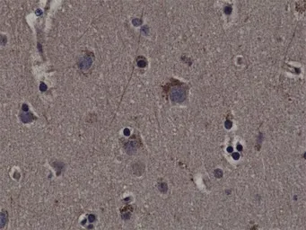 Anti-p90 RSK1 (phospho Thr359/Ser363) antibody [RM233] used in IHC (Paraffin sections) (IHC-P). GTX33600