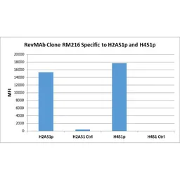 Anti-Histone H2A/H4 (phospho Ser1) antibody [RM216] used in  (). GTX33601